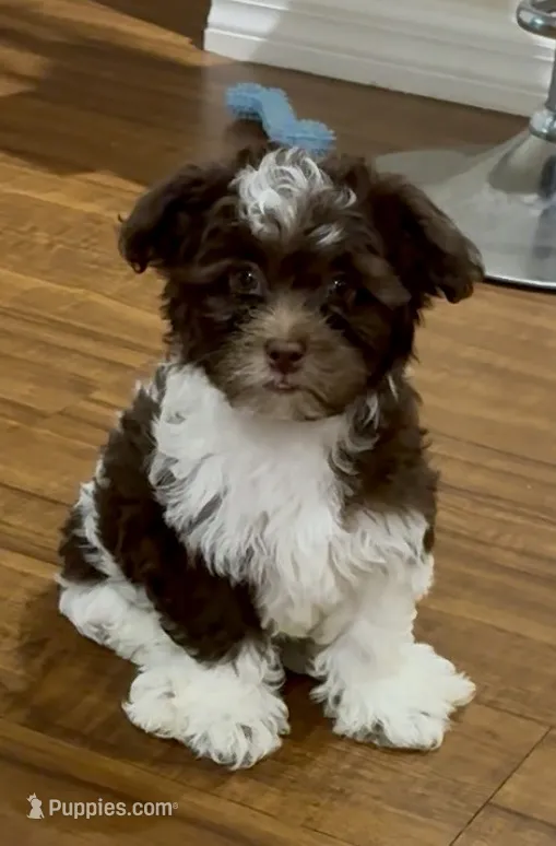 Joey – Shihpoo puppy for sale in Lake Mary, FL