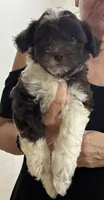 Joey, a male Shihpoo for sale in Lake Mary, FL – 3 of 3