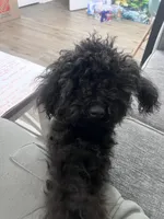 Onyx, a male Maltipoo for sale in Biloxi, MS – Photo 2 of 5