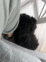 Onyx, a male Maltipoo for sale in Biloxi, MS – Photo 3 of 5