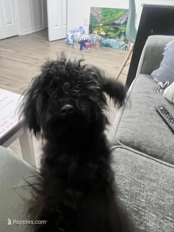 Onyx, a male Maltipoo for sale in Biloxi, MS – Photo 1 of 5