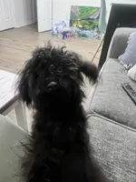 Onyx, a male Maltipoo for sale in Biloxi, MS – Photo 1 of 5