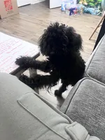 Onyx, a male Maltipoo for sale in Biloxi, MS – Photo 4 of 5