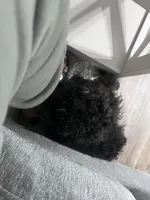 Onyx, a male Maltipoo for sale in Biloxi, MS – Photo 5 of 5