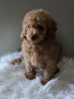 Teddy , a male Poodle - Toy  for sale in Bakersfield, CA – 2 of 2