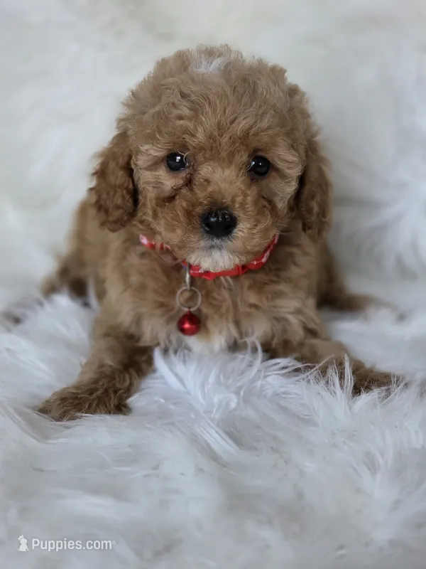 Red – Miniature Goldendoodle puppy for sale in Burbank, CA