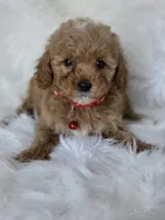 Red, a female Miniature Goldendoodle for sale in Burbank, CA – 1 of 4
