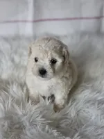 Teddy , a male Poodle - Toy  for sale in Burbank, CA – Photo 4 of 4