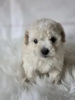 Teddy , a male Poodle - Toy  for sale in Burbank, CA – Photo 1 of 4