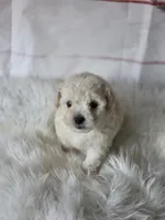 Teddy , a male Poodle - Toy  for sale in Burbank, CA – Photo 3 of 4