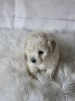 Teddy , a male Poodle - Toy  for sale in Burbank, CA – Photo 2 of 4