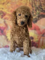 Max, a male Poodle - Miniature  for sale in Bakersfield, CA – 5 of 6