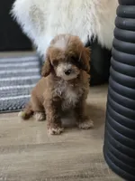 processed/09b5ad68-363b-4bb1-9c33-d02a7a3813e7/listing/13eadd39-6320-4ad7-a8cc-0b11b8757cf9/5c157fcc-9486-46b9-b26a-75b2ccca6f76