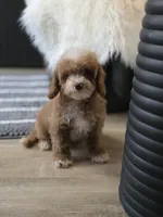 processed/09b5ad68-363b-4bb1-9c33-d02a7a3813e7/listing/13eadd39-6320-4ad7-a8cc-0b11b8757cf9/e93ffd13-d9d4-4dfa-9b76-553e7d87aed7