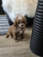 processed/09b5ad68-363b-4bb1-9c33-d02a7a3813e7/listing/13eadd39-6320-4ad7-a8cc-0b11b8757cf9/fd916eb4-5079-40a5-9a28-5ddefcaf85e6