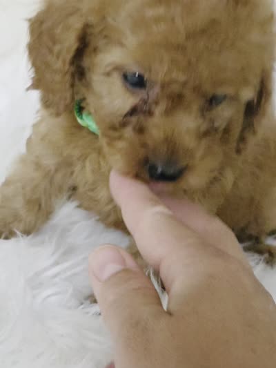 💚 green , a male Miniature Goldendoodle for sale in Burbank, CA – 3 of 3
