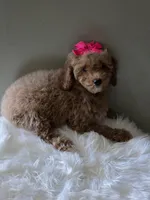Pink, a female Poodle - Toy  for sale in Bakersfield, CA – 2 of 4