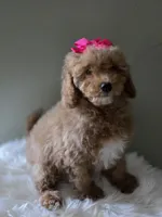 Pink, a female Poodle - Toy  for sale in Bakersfield, CA – 4 of 4