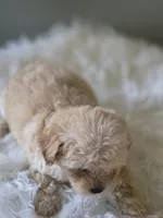 processed/09b5ad68-363b-4bb1-9c33-d02a7a3813e7/listing/26f947d7-3d39-4959-b468-096d8afa4028/f283d7ef-9d09-4e22-8e56-9424f3407e88