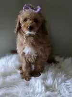 Purple , a female Poodle - Toy  for sale in Bakersfield, CA – 2 of 2