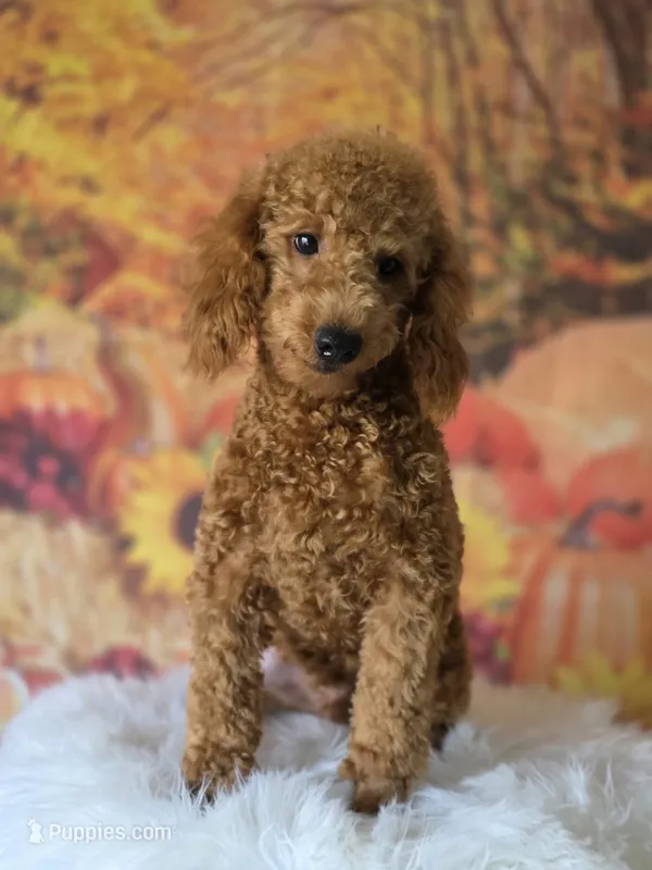 Max – Poodle - Miniature  puppy for sale in Bakersfield, CA