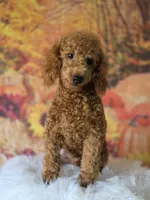 Max, a male Poodle - Miniature  for sale in Bakersfield, CA – 1 of 6