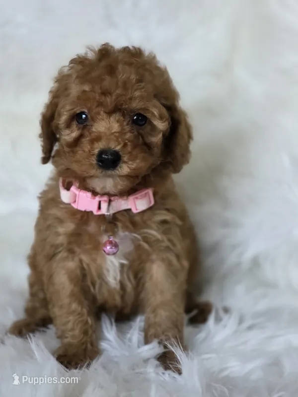 Pink  – Miniature Goldendoodle puppy for sale in Burbank, CA
