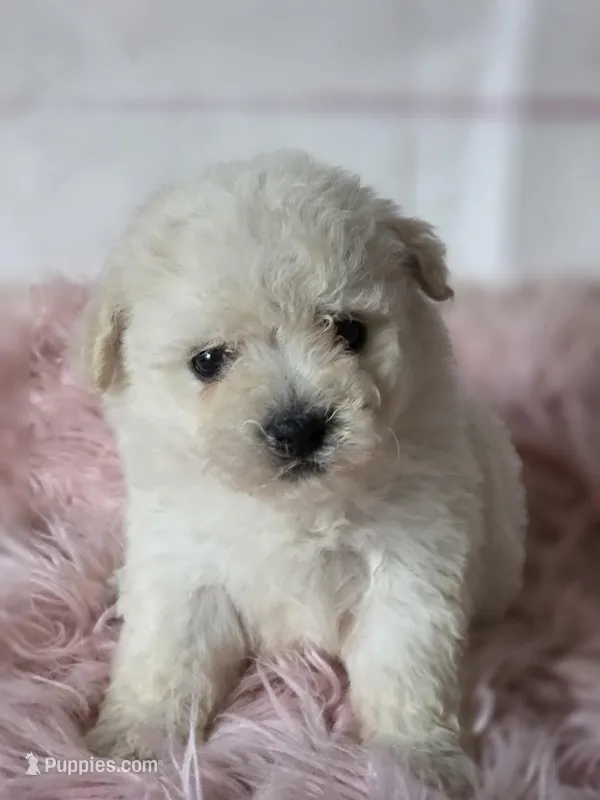Luna – Poodle - Toy  puppy for sale in Burbank, CA