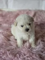 Luna, a female Poodle - Toy  for sale in Burbank, CA – Photo 2 of 3