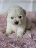 Luna, a female Poodle - Toy  for sale in Burbank, CA – Photo 3 of 3