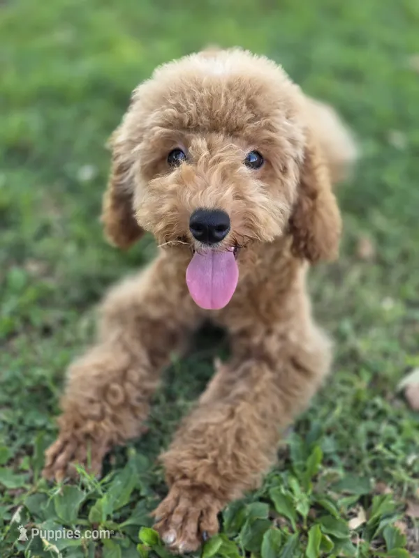 Luna gray – Poodle - Toy  puppy for sale in Burbank, CA