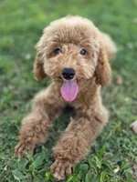 Luna gray, a female Poodle - Toy  for sale in Burbank, CA – 1 of 4