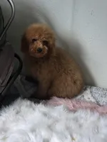 Junior, a male Poodle - Toy  for sale in Bakersfield, CA – 1 of 2
