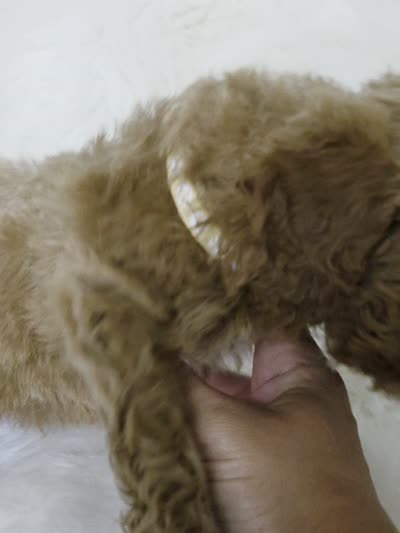 Brown, a male Miniature Goldendoodle for sale in Burbank, CA – 3 of 5