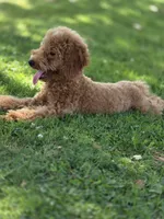 Luna gray, a female Poodle - Toy  for sale in Burbank, CA – 2 of 4