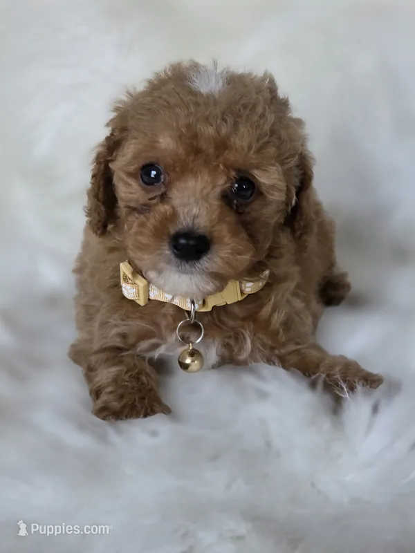 Brown – Miniature Goldendoodle puppy for sale in Burbank, CA