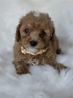 Brown, a male Miniature Goldendoodle for sale in Burbank, CA – 1 of 5