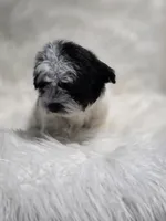 Lulu, a female Maltipoo for sale in Bakersfield, CA – 3 of 7
