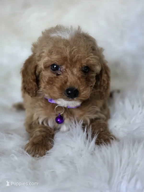 Purple  – Miniature Goldendoodle puppy for sale in Burbank, CA