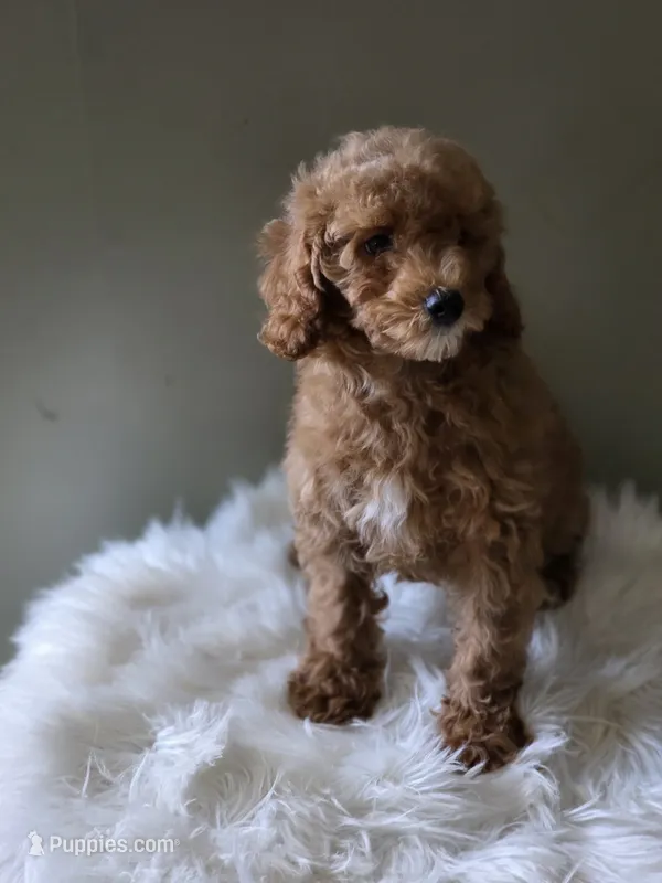 Sunny  – Poodle - Toy  puppy for sale in Bakersfield, CA
