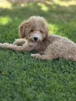 Milo, a male Poodle - Toy  for sale in Burbank, CA – 2 of 4