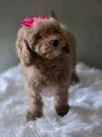 Pink, a female Poodle - Toy  for sale in Bakersfield, CA – 3 of 4