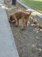 Luna gray, a female Poodle - Toy  for sale in Burbank, CA – 3 of 4