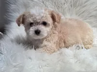 Star , a female Maltipoo for sale in Bakersfield, CA – 3 of 6