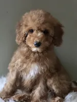 Gray female , a female Poodle - Toy  for sale in Bakersfield, CA – 4 of 5