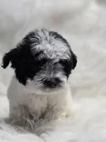 Lulu, a female Maltipoo for sale in Bakersfield, CA – 5 of 7