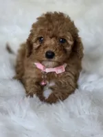Pink , a female Miniature Goldendoodle for sale in Burbank, CA – 2 of 3