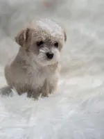 Star , a female Maltipoo for sale in Bakersfield, CA – 5 of 6