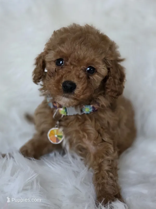 Flower – Miniature Goldendoodle puppy for sale in Burbank, CA