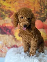 Max, a male Poodle - Miniature  for sale in Bakersfield, CA – 3 of 6